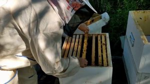 Объединяем отводки и семьи!