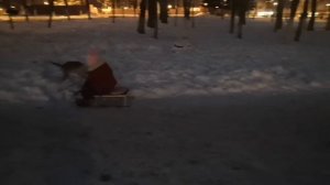 Собака в упряжке. Катает девочку на санках. dog rides a girl оn a sled.