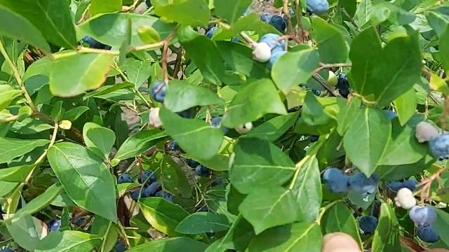 Голубика Pink Lemonade, начало созревания. Юг Украины. 15.08.22. смотреть онлайн