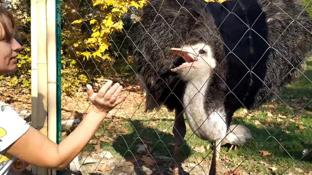 Дендрарий В Сочи. Прогулка. смотреть онлайн