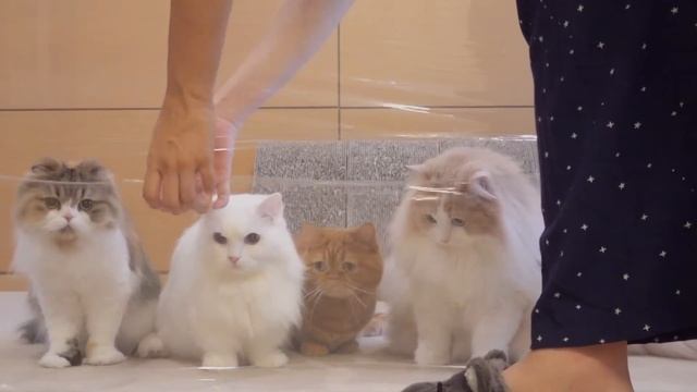 Cats vs Invisible Wall | Kittisaurus смотреть онлайн