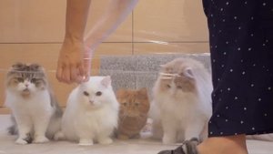 Cats vs Invisible Wall | Kittisaurus