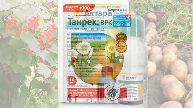 Картофель. Картофель от "А" до "Я". Картофель Посадка и Уход В Открытом Грунте.193