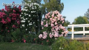 Róża parkowa 'UETERSENS ROSENPRINZESSIN'®