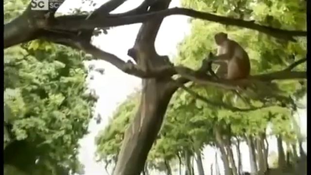 О чём думают животные BBC смотреть онлайн