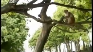 О чём думают животные BBC