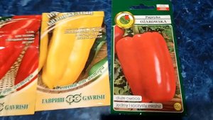 7 февраля 2018 год посеяла перцы( Какаду F1,  Бизон жёлтый,Ожаровский)