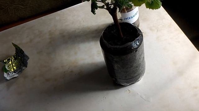 Укоренение черенков винограда.