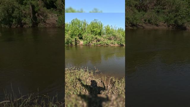 Второй Голавль на воблер паук