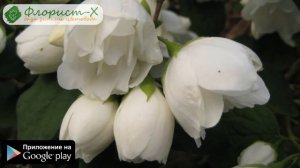 ? Кустарник чубушник – посадка и уход: обрезка и пересадка чубушника, виды и сорта