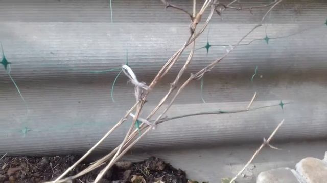 Обрезка клематисов 3 и 2 группы , плющь для декора стены смотреть онлайн