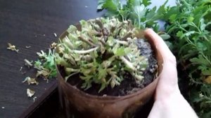 Хризантема. Хранение хризантемы дома .