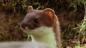 Горностай охотится на кролика