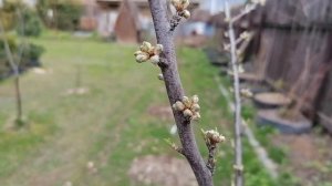 Цветочные почки на плодовых и ягодных растениях в мае 2022. дача