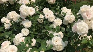 РОЗА АСПИРИН , Roses Garden of Eden!