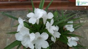 Mexican Petunia - best flowering plant//care & propogation Method