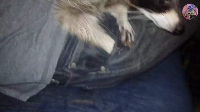 енот-карманник смотреть онлайн