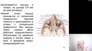 Анатомия. Эстезиология - учение об органах чувств (Часть 1. Орган зрения)