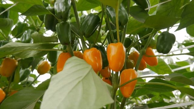 Миниатюрный сладкий перец ЛИСИЧКА желтая смотреть онлайн