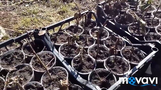 Ежевика Торнфри. Пересадка саженцев. Обзор моего участка. 14.04.2018 смотреть онлайн