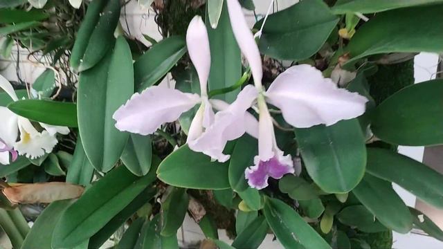Cattleya labiata
