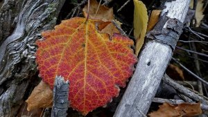 НЕТ ОТРАЖЕНИЙ ЗВУКА В СИНЕВЕ