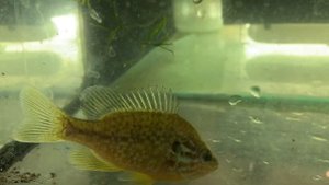 Солнечный окунь (Lepomis gibbosus) или царёк. Кто он? И чем опасен для местной фауны.
