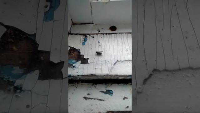 Маленький паук убивает муху !!!! Жесть!!!