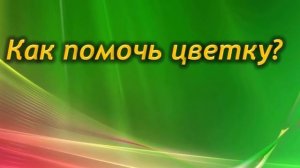 НЕ ЦВЕТЕТ комнатная Гортензия? Как заставить зацвести гортензию!