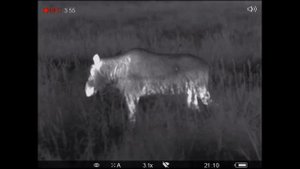 Гон лосей или "Бабы любят гундосых"