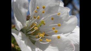 Сады цветут! И столько в них Любви ! The gardens are in bloom! And so they love!