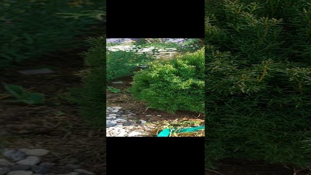 туя  западная Тедди, север