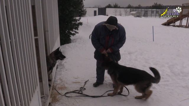 Тригер 38 Лина 5, игра с мячом выдержка в вольере смотреть онлайн