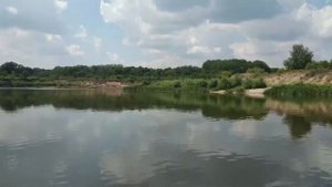 Гнёзда стрижей