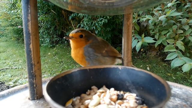 Малиновка прилетела на ужин / the robin came for dinner смотреть онлайн