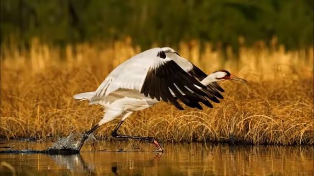 Пелемеш смотреть онлайн