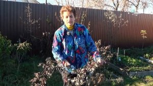 Как обрезать ремонтантную малину Обрезка малины в ноябре