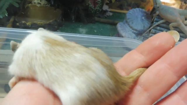 ПРОДАЮ монгольских песчанок САМКИ и САМЦЫ - папа сын Персюши + мамы Анаис и Афелия дочки Фемиды