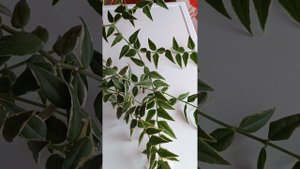 Hoya bella Variegata. Хойя белла вариегатная.