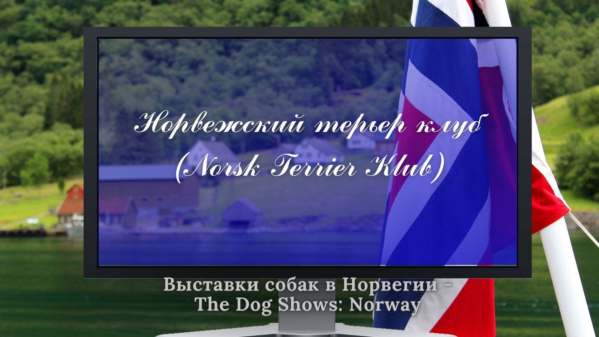 Выставка собак норвежского терьер клуба - Norsk Terrier Klub (первая половина XX века)