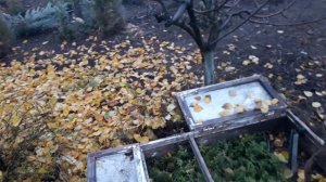 Выращивание туи и самшита прибыльный бизнес без вложение