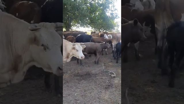 Телята мясных пород на подсосе
