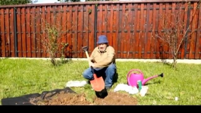 КАК И КОГДА МОЖНО ВЫСАЖИВАТЬ ГРУШУ