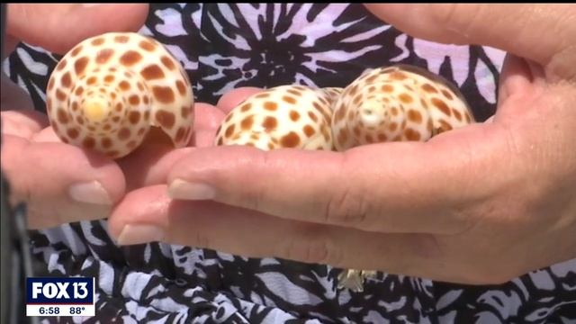 Lido Beach covered with rare shells смотреть онлайн