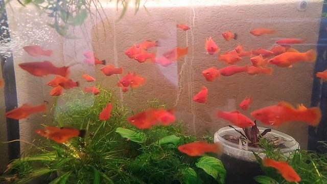 Аквариумные рыбки Меченосцы смотреть онлайн