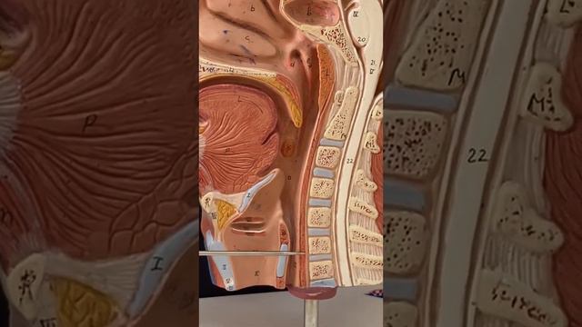 Глотка Анатомия человека  Пищевод 