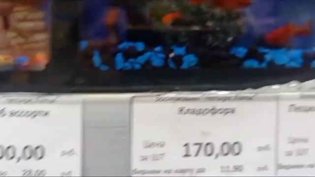 Зоомагазин - Четыре Лапы .