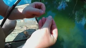 РЕАКЦИЯ РЫБЫ на ЧЕСНОЧНУЮ ПРИКОРМКУ! ПОДВОДНАЯ СЪЕМКА.