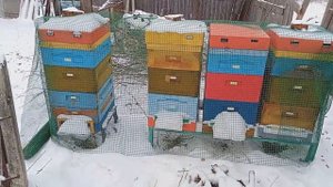 Ульи ППУ, защита от пернатых