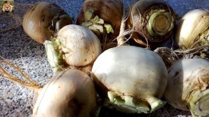 Репа Полезные Свойства. Сбор Урожая Репы